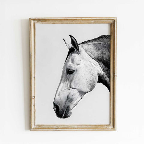 Monochrome horse photography 