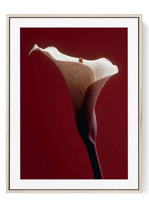 Moody photography print of a white calla lily against a deep red background.