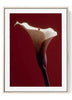 Dramatic Red Calla Lily Art Print | Moody Dark Botanical Wall Decor
