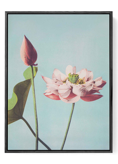 Ogawa Kazumasa lotus flowers art poster with delicate pink blossom and bud