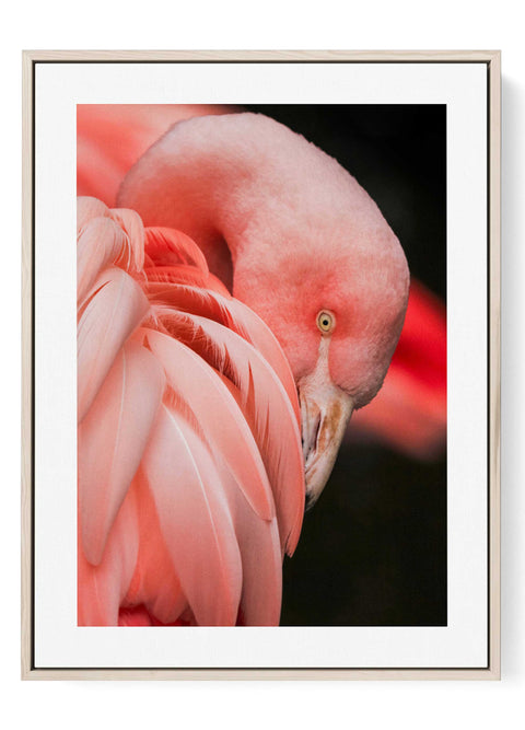 Pink flamingo close-up portrait print