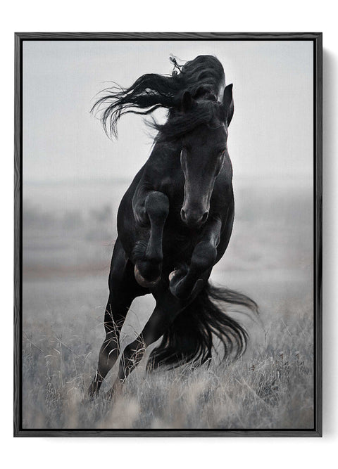 Powerful Black Horse in Motion