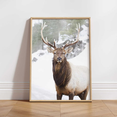 Elk of the North - Snowy Wildlife Print