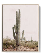 Desert Giant - Saguaro Cactus Poster