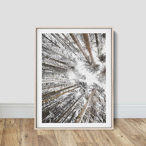 Snow Covered Forest Canopy Print
