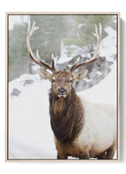 Majestic Winter Elk - Wildlife Portrait Canvas Print