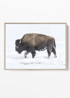 Arctic Stamina - Lone Bison in Winter Canvas Print