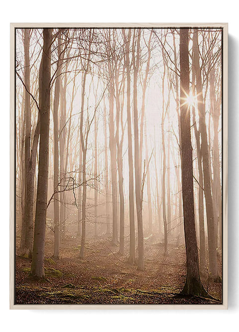 Sunlight Filtering Through Forest - Magical Morning Canvas Art