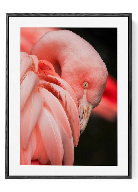 Tropical flamingo bird wall art