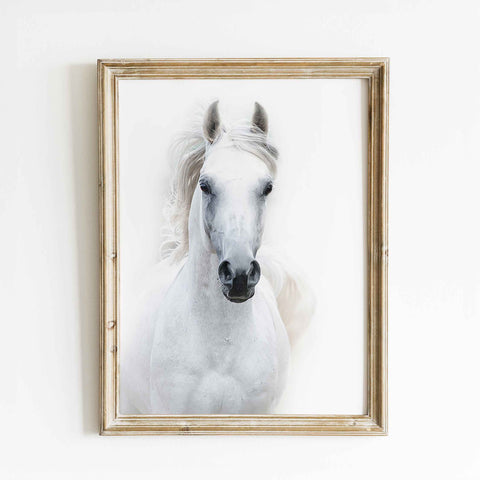 White horse portrait wall art print against a bright white background