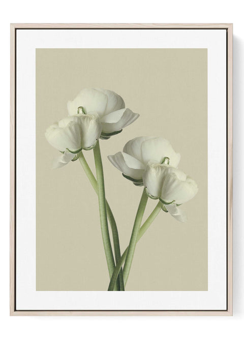 White ranunculus minimalist floral print