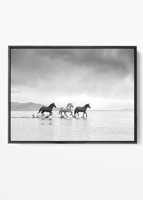 Wild horses running art print featuring black and white equine action photography