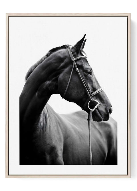 black-horse-portrait-black-white-equestrian-print