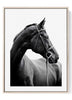 Black Horse Portrait Print – Elegant Equestrian Wall Art in Black and White