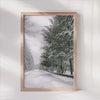 Winter's Quiet - Snowy Trees Canvas Print