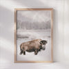 Solitary Bison Winter Landscape Wall Poster Canvas Art Print