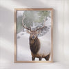 Wildlife Majesty - Elk in Winter Scene Canvas