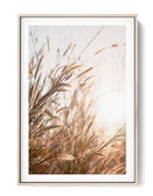 Beach Grass Poster