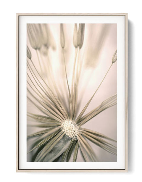 Beige Dandelion Poster Painting Canvas Wall Prints Online Oak poster
