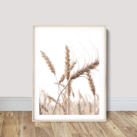 Grass in Sunlight Poster - Classic Wall Prints Online