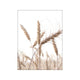 Grass in Sunlight Poster - Classic Wall Prints Online