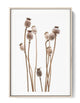 Poppy Seed Pods Poster  Nature botanical Art Prints Oakposter.com