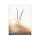 Sunset Reed grass Poster  Canvas Wall Prints Online oak poster