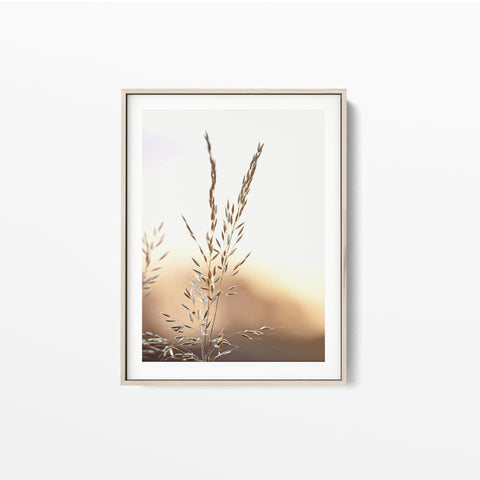 Sunset Reed grass Poster  Canvas Prints Online oak poster