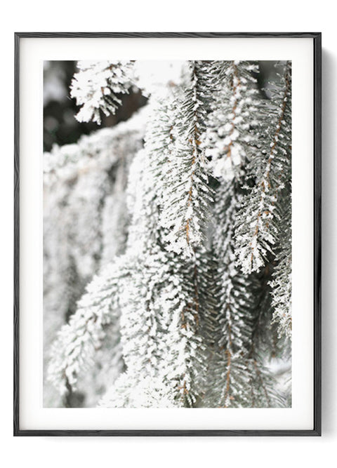Winter and Snowy Trees  posters & prints Oak poster